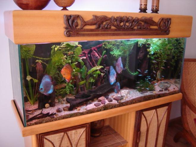 113 gallons planted tank (mostly live plants and fish) - DiscusTank in the living room