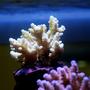 corals inverts - acropora lokani - leagues lokani stocking in 150 gallons tank - sps