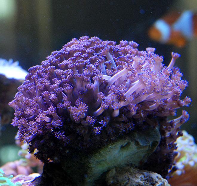corals inverts - goniopora sp. - flower pot coral stocking in 150 gallons tank - purple gonio