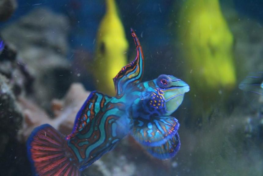 Rated #15: Saltwater Fish - Pterosynchiropus Splendidus Var. - Red Mandarin Stocking In 140 Gallons Tank - Closeup of my Mandarin