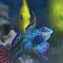 saltwater fish - pterosynchiropus splendidus var. - red mandarin stocking in 140 gallons tank - Closeup of my Mandarin