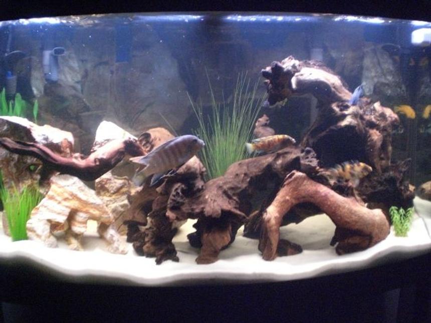 Rated #69: 46 Gallons Freshwater Fish Tank - CICHLID TERRITORY!!!!