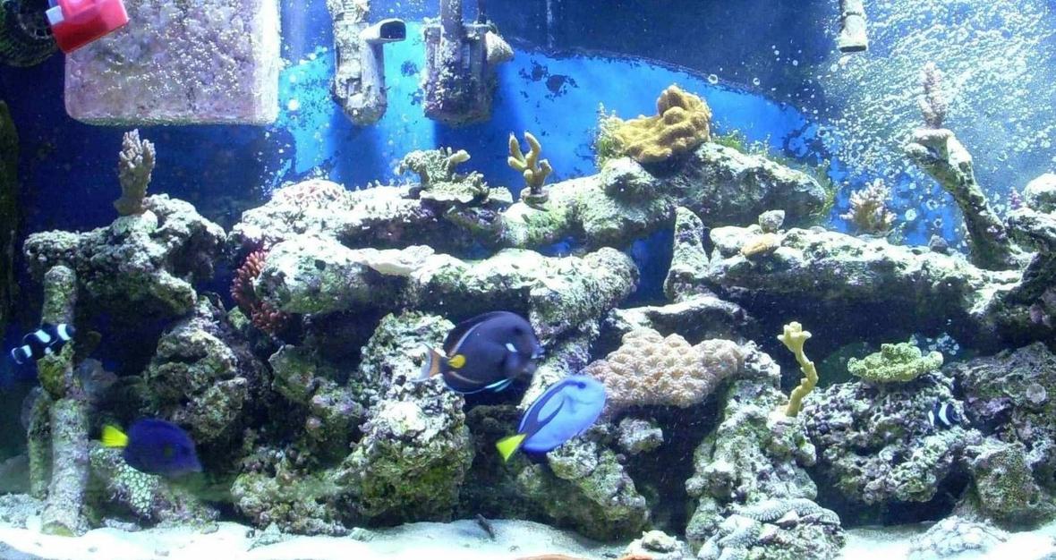 55 gallons reef tank (mostly live coral and fish) - reef tank