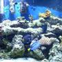 55 gallons reef tank (mostly live coral and fish) - reef tank