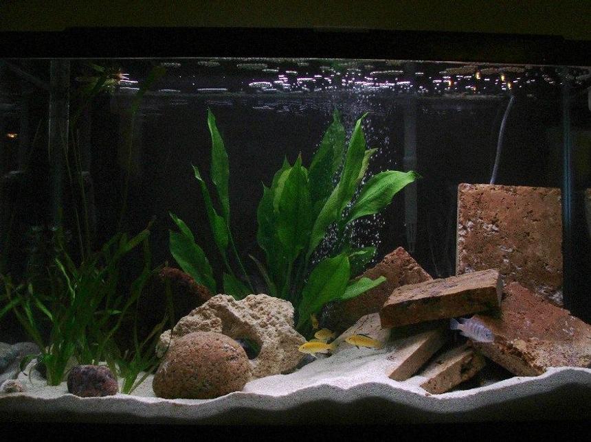 Rated #193: 30 Gallons Planted Tank - New arrangement. 3rd setup. Maybe this one'll last.