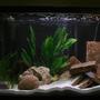 30 gallons planted tank (mostly live plants and fish) - New arrangement. 3rd setup. Maybe this one'll last.