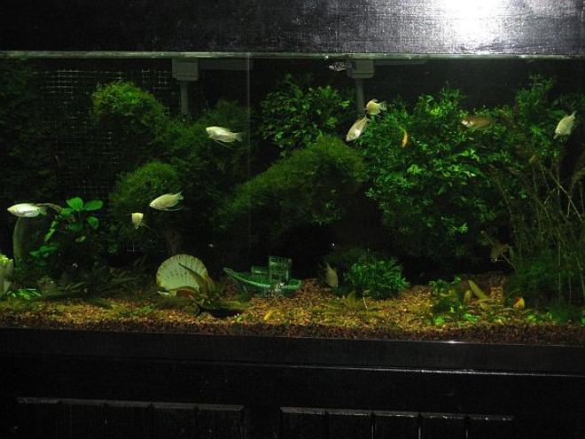 90 gallons planted tank (mostly live plants and fish) - Please rate my 90 gallon fish tank.