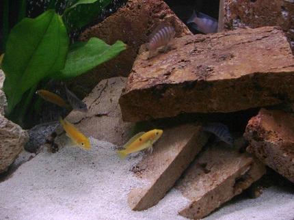 freshwater fish - labidochromis caeruleus - electric yellow cichlid stocking in 30 gallons tank - The fish love their new setup.
