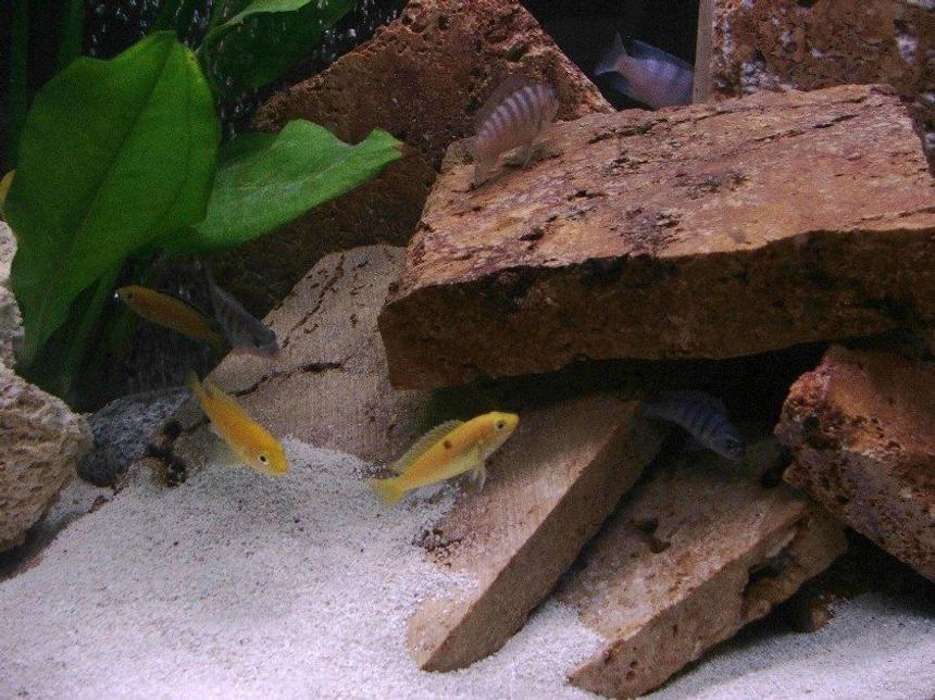 Rated #1260: Freshwater Fish - Labidochromis Caeruleus - Electric Yellow Cichlid Stocking In 30 Gallons Tank - The fish love their new setup.