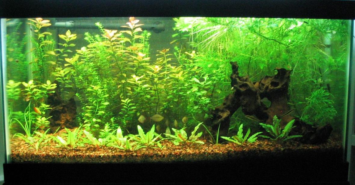 50 gallons planted tank (mostly live plants and fish) - You can't see it that well....but I have a planted canopy on the right side of my tank which is the effort of careful pruning and gives the tank a rain forest look... You can see my rainbow praecox, gourami, and siamensis swimming.