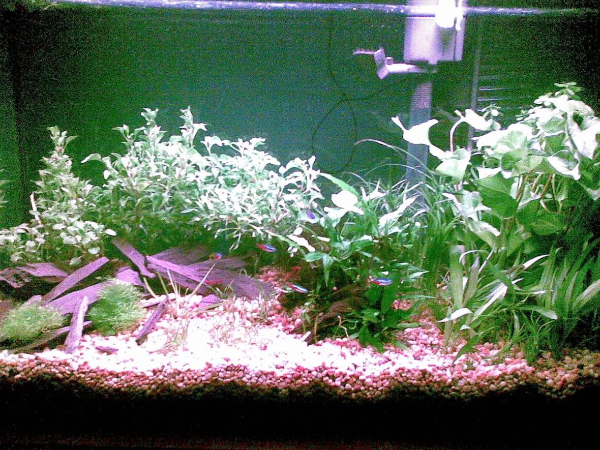 29 gallons planted tank (mostly live plants and fish) - This is my 29