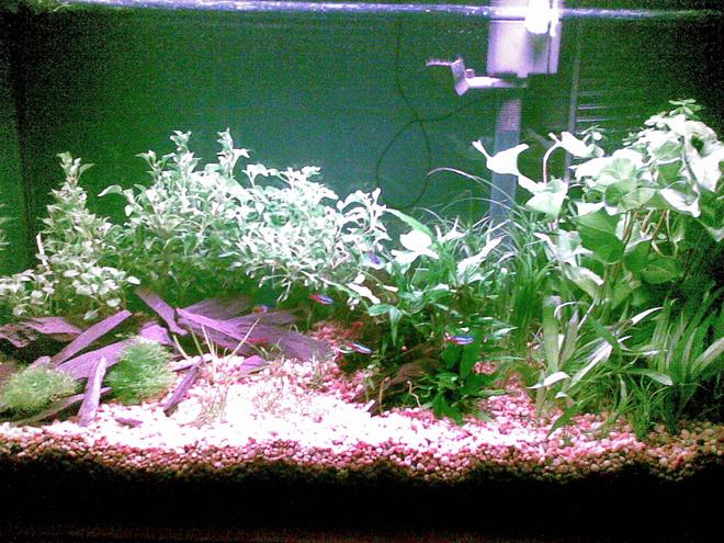 29 gallons planted tank (mostly live plants and fish) - This is my 29