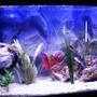75 gallons freshwater fish tank (mostly fish and non-living decorations) - a closer picture of the left side