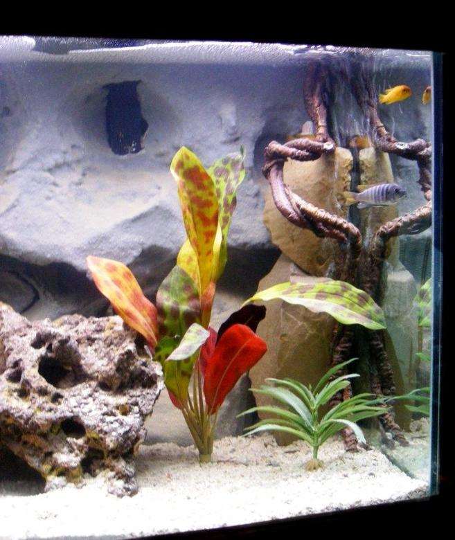 75 gallons freshwater fish tank (mostly fish and non-living decorations) - right side