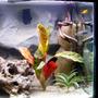 75 gallons freshwater fish tank (mostly fish and non-living decorations) - right side