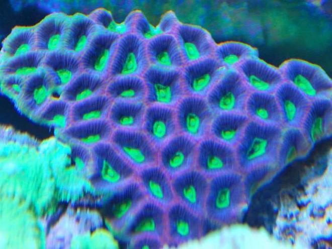 corals inverts - favites sp. - brain coral, favites stocking in 55 gallons tank - prizm favia truly natures art