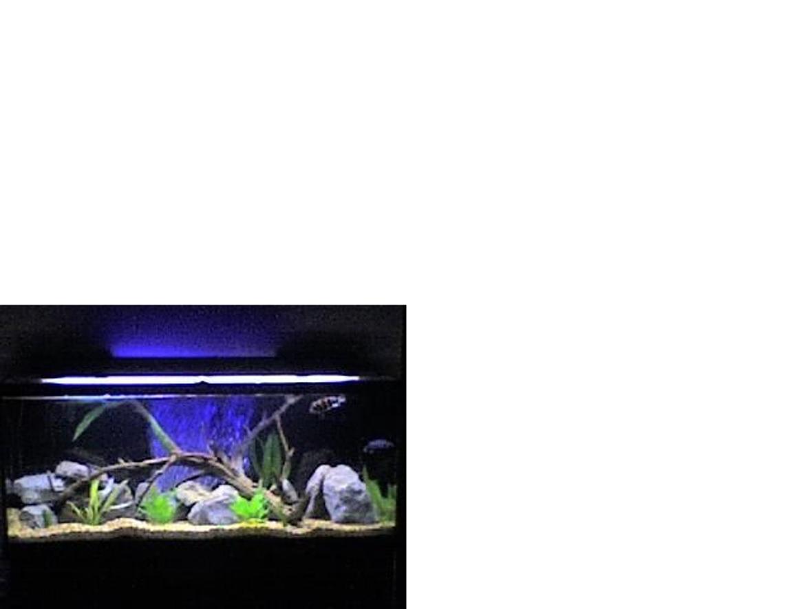 120 gallons freshwater fish tank (mostly fish and non-living decorations) - 120gal