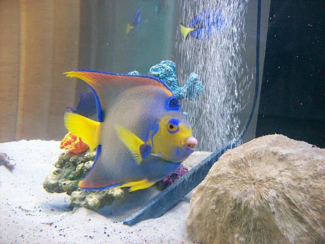 saltwater fish - holacanthus ciliaris - queen angelfish stocking in 250 gallons tank - queen angel