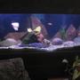60 gallons freshwater fish tank (mostly fish and non-living decorations) - 50 gallon tank