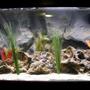 fish tank picture - a center view