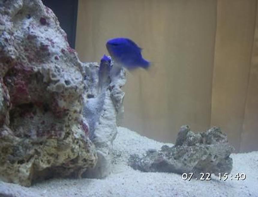 Rated #65: 14 Gallons Saltwater Fish Tank - Blue Damselfish