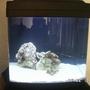 fish tank picture - hola tank
