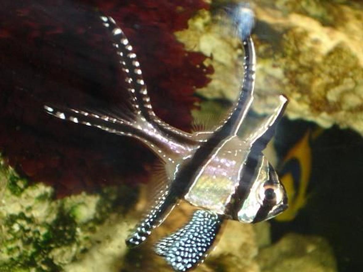 saltwater fish - pterapogon kauderni - kaudern's cardinal - Bangaii female swiming around.