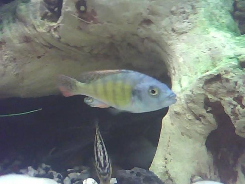 Rated #1315: Freshwater Fish - Haplochromis Sp. 44 - Red Tail Stocking In 60 Gallons Tank - hi