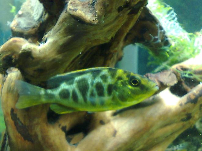 freshwater fish - nimbochromis venustus - venustus cichlid stocking in 20 gallons tank - my soldier