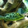 freshwater fish - nimbochromis venustus - venustus cichlid stocking in 20 gallons tank - my soldier