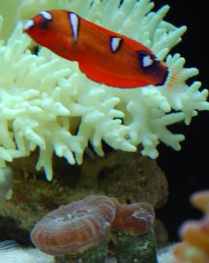 corals inverts - paralemnalia sp. - tree coral stocking in 60 gallons tank - Wrasse