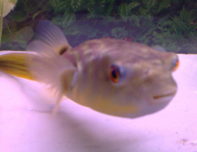freshwater fish - carinotetraodon travancoricus - dwarf puffer stocking in 46 gallons tank - Another look at my PUFFER
