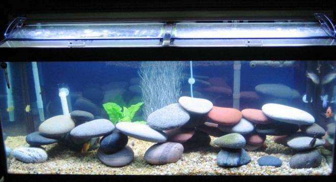 150 gallons freshwater fish tank (mostly fish and non-living decorations) - My New 75g African Tank