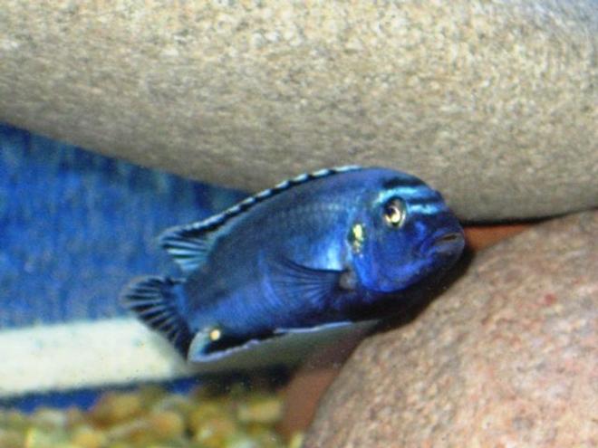 freshwater fish - melanochromis johannii - johanni cichlid stocking in 150 gallons tank - Electric Blue Johannii