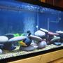 150 gallons freshwater fish tank (mostly fish and non-living decorations) - 75g African Tank Angle View
