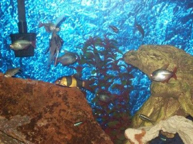 125 gallons freshwater fish tank (mostly fish and non-living decorations) - 125G NOT SURE WHAT KIND OF TETRAS THESE ARE-ANY 1 KNOW?