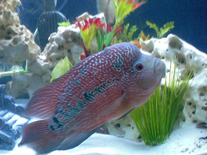 freshwater fish - cichlasoma sp. - flower horn cichlid stocking in 46 gallons tank - My Magnificent 2 year old Flower beast. I got him when he was only 2 inches.. Check out the COLORS!!!!!!!!!!!
