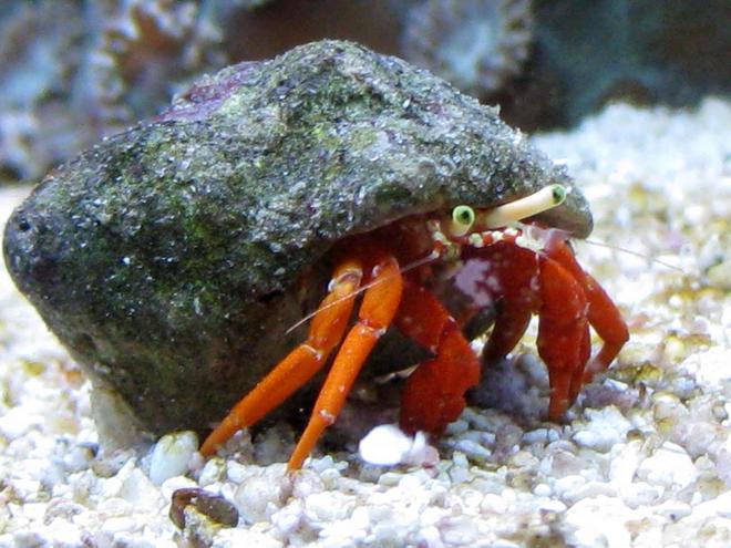 corals inverts - paguristes cadenati - scarlet reef hermit crab stocking in 90 gallons tank - Hermit Crab
