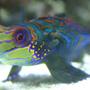 saltwater fish - synchiropus splendidus - green mandarin stocking in 90 gallons tank - Mandarin