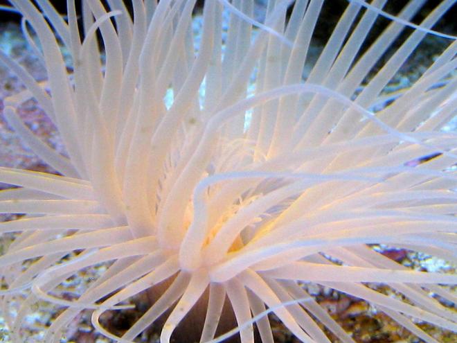 corals inverts - cerianthus membranacea - tube anemone stocking in 90 gallons tank - Pink Tube Anenome