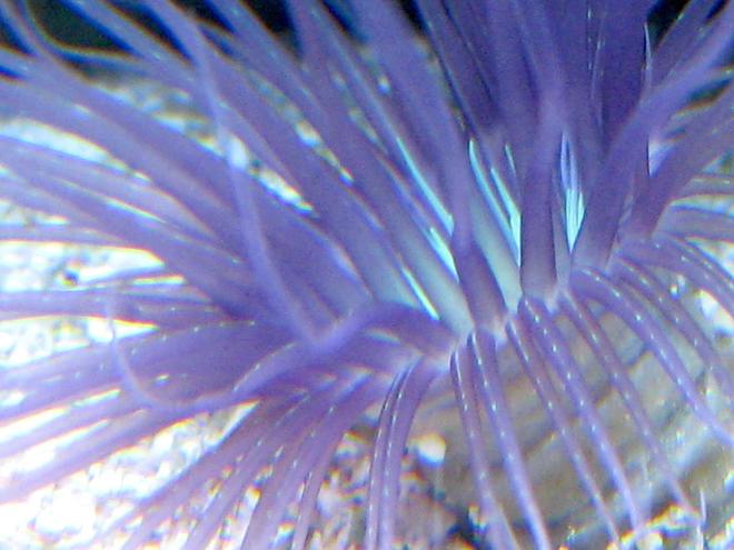 corals inverts - cerianthus membranacea - tube anemone stocking in 90 gallons tank - Purple tube anenome