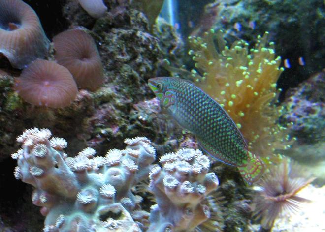 corals inverts - euphyllia glabrescens - torch coral stocking in 90 gallons tank - Ferry Wrass