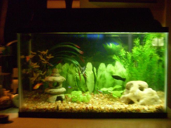 10 gallons freshwater fish tank (mostly fish and non-living decorations) - 10 Gallon Comunity Tank