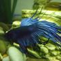 freshwater fish - betta splendens - crown tail betta stocking in 10 gallons tank - My Betta