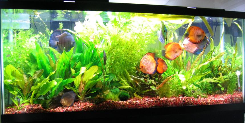 Rated #55: 55 Gallons Planted Tank - photo taken 07.25.08