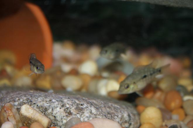 freshwater fish - herichthys carpinte - green texas cichlid stocking in 55 gallons tank - 3 baby texas cichlids.
