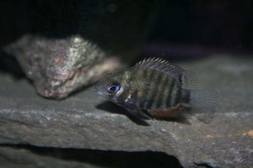 Rated #968: Freshwater Fish - Heros Serverus - Green Severum Stocking In 55 Gallons Tank - Green severum baby.