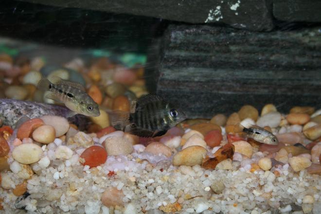 freshwater fish - herichthys carpinte - green texas cichlid stocking in 55 gallons tank - Baby texas cichlid chasing a baby green severum chasing a baby texas cichlid! choo choo!!