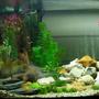 47 gallons freshwater fish tank (mostly fish and non-living decorations) - the tank as it is now, without live plants, all plastic im afraid...