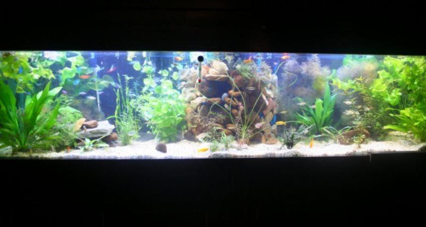 Rated #103: 125 Gallons Planted Tank - 100 planted tetra tank. Ive got all the bells and whistles but no need to mention all that.... its all about the end result right??